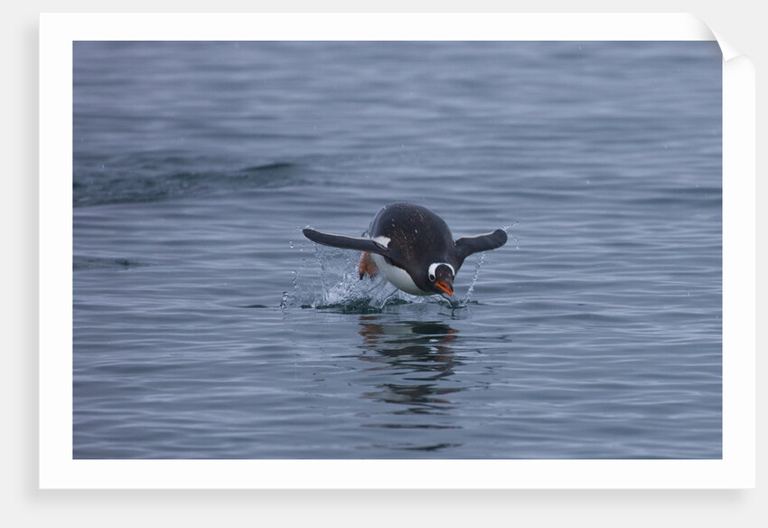 Gentoo penguin jumping out of the water off of Neko Harbor by Anonymous