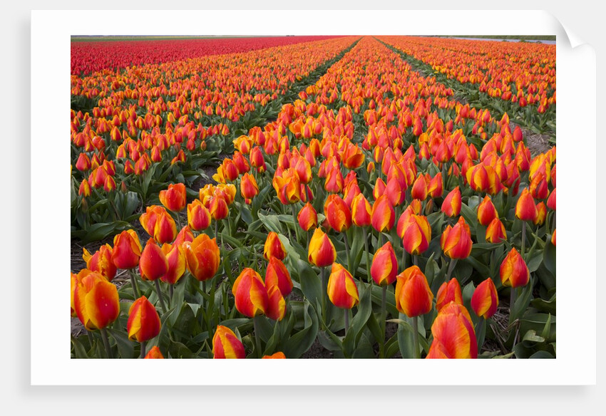 Field of variegated tulips near Keukenhof Gardens in the Netherlands by Anonymous