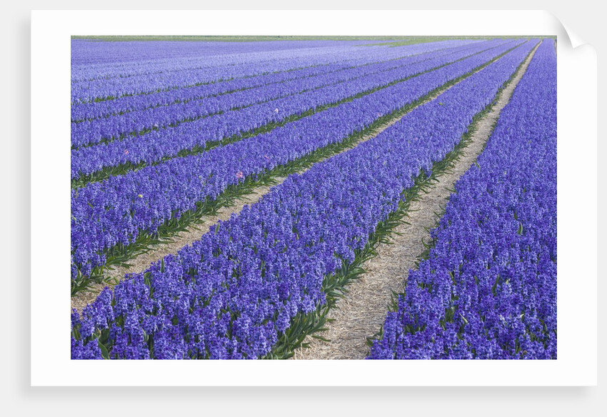 Field of blue hyacinths in bloom in the Netherlands by Anonymous