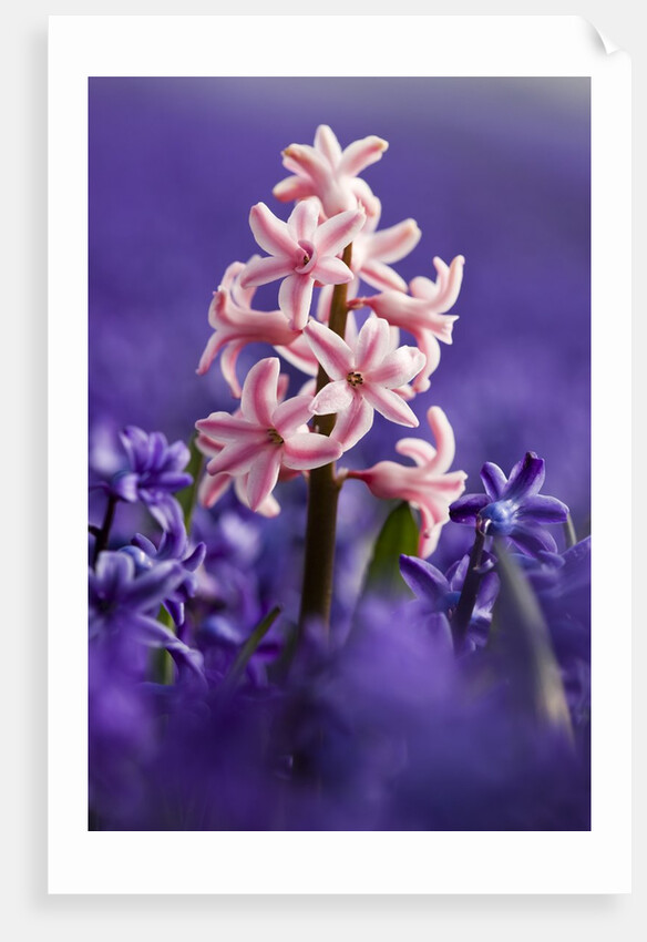 Pink hyacinth in field of blue hyacinths by Anonymous