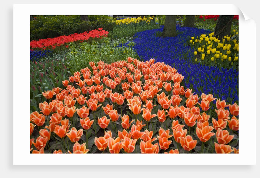Mass plantings of tulips in Keukenhof Gardens by Anonymous