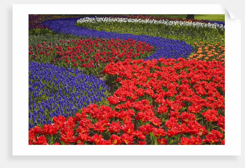 Tulips and hyacinth in Keukenhof Gardens by Anonymous