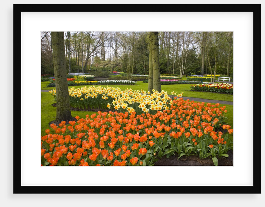 Tulips in Keukenhof Gardens by Anonymous