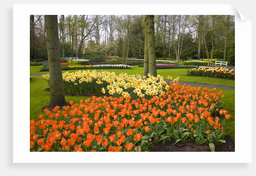 Tulips in Keukenhof Gardens by Anonymous