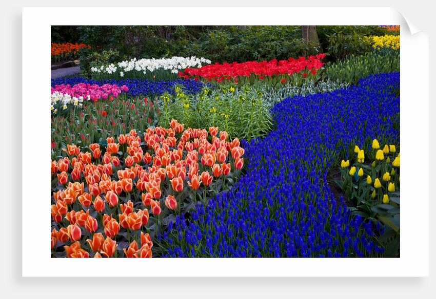 Tulips and grape hyacinth in Keukenhof Gardens by Anonymous