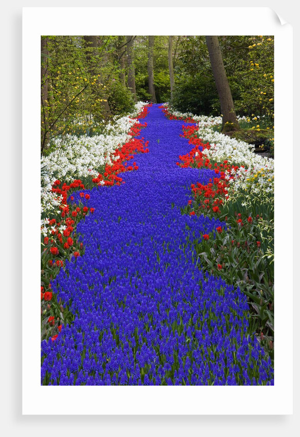 River of blue grape hyacinths bordered by red tulips in Keukenhof Gardens by Anonymous