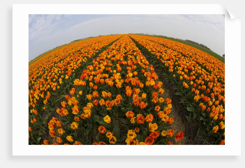 Orange tulip fields in North Holland in the Netherlands by Anonymous