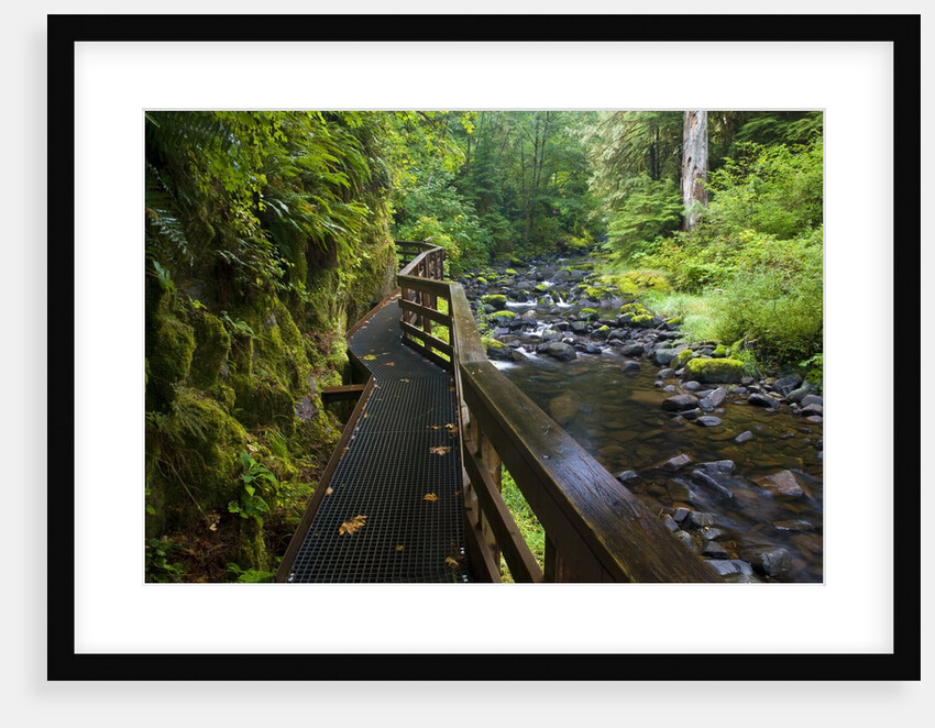 Wet trail along Sweet Creek near Florence on the Oregon Coast by Anonymous