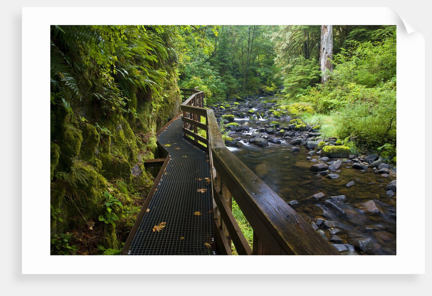 Wet trail along Sweet Creek near Florence on the Oregon Coast by Anonymous