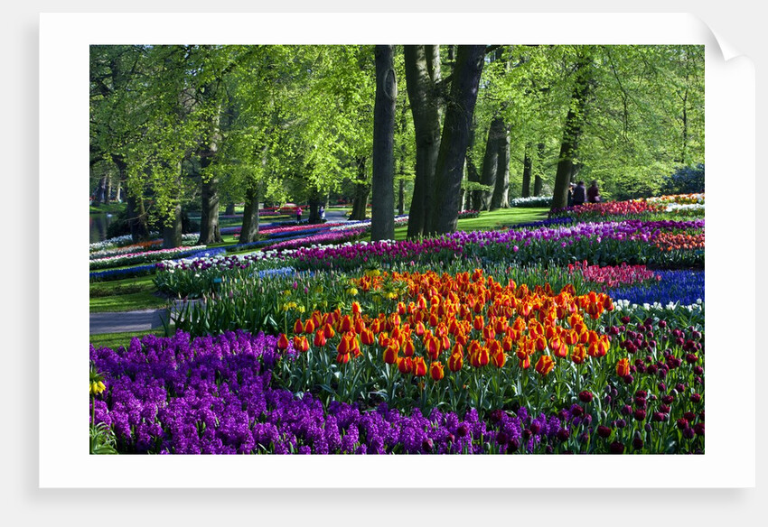 Tulips and hyacinth in Keukenhof Gardens by Anonymous