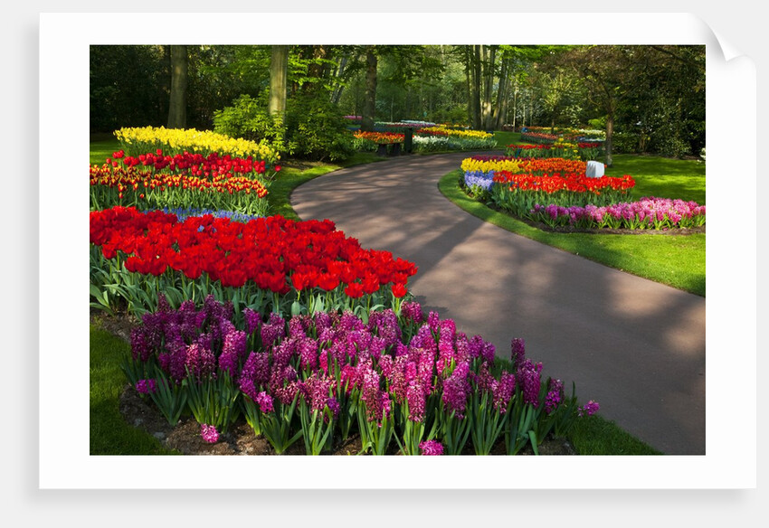 Walkway among tulips and hyacinth in Keukenhof Gardens by Anonymous
