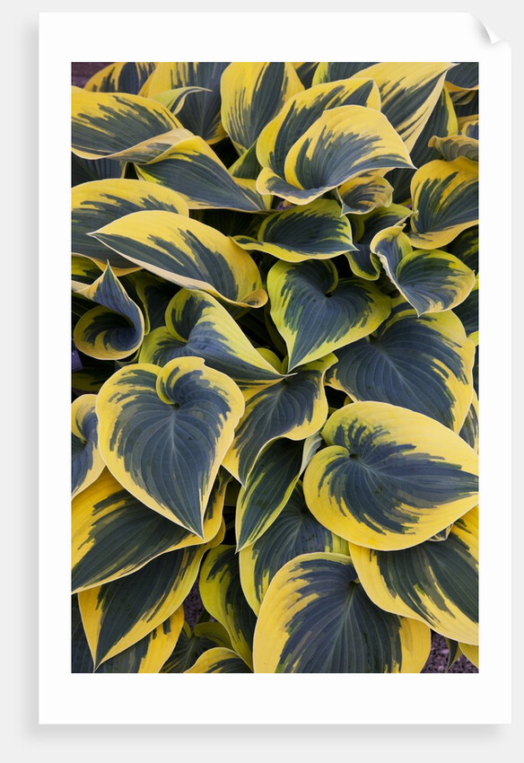 Hosta display in Keukenhof Gardens by Anonymous