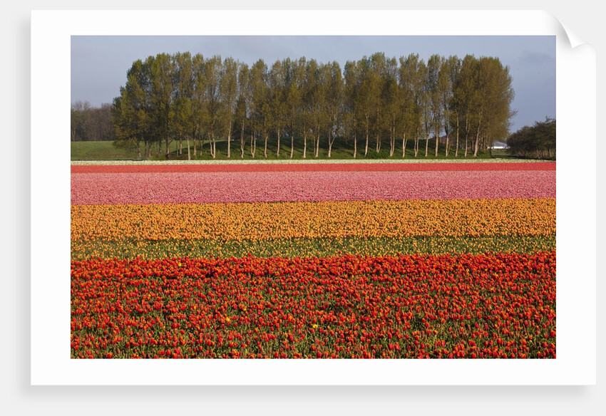 Tulip fields in springtime near Keukenhof Gardens by Anonymous