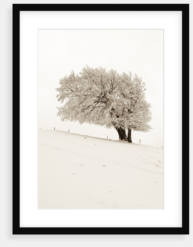 Hoar frost on beech trees in the Black Forest in winter by Anonymous