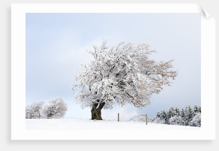 Hoar frost on beech trees in the Black Forest by Anonymous