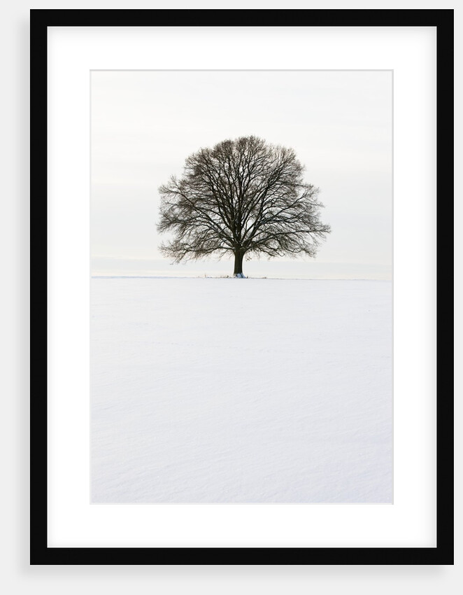 Old oak tree on a field in winter by Anonymous