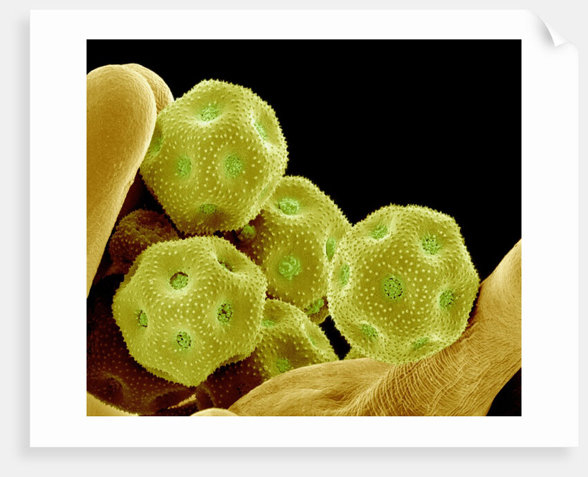 Chickweed Pollen by Anonymous