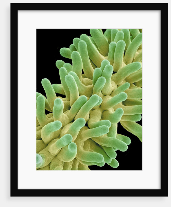 A Pistil in a Chickweed Flower by Anonymous