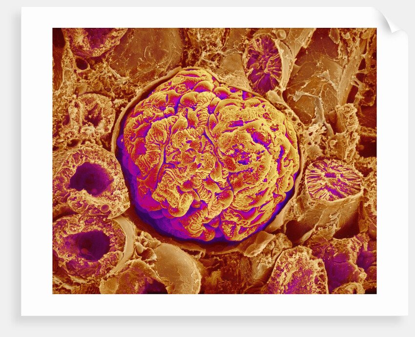 Glomerulus of kidney by Anonymous