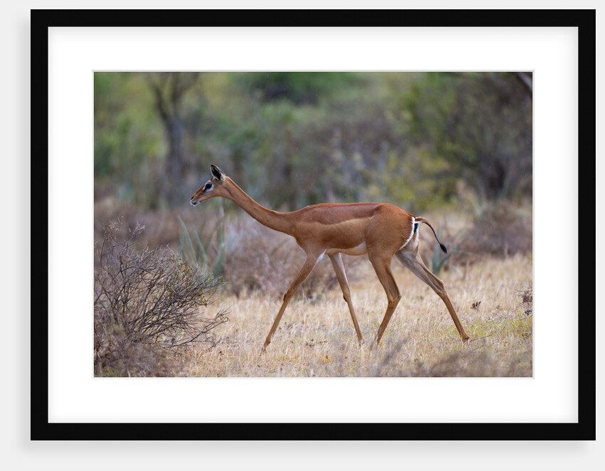 Gerenuk walking in Samburu National Park by Anonymous