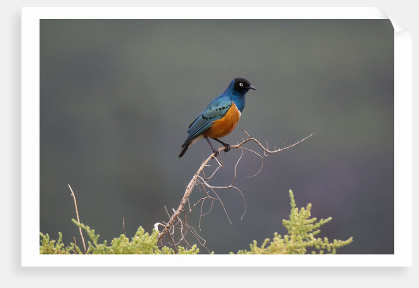 Superb Starling by Anonymous