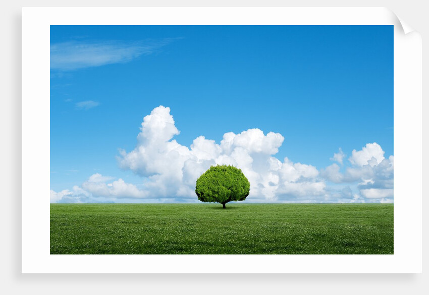 Lone tree in grassland by Anonymous