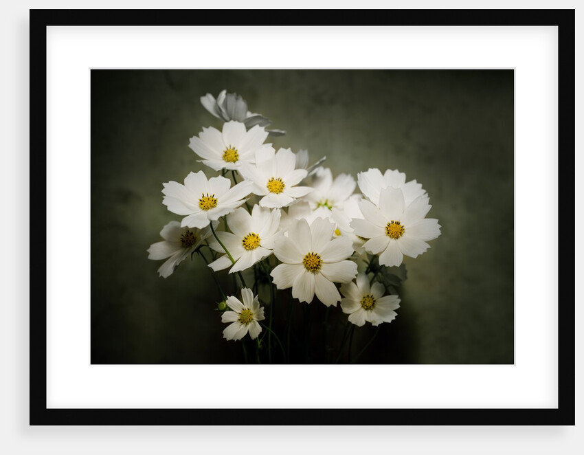 Close-up of a cosmos by Anonymous