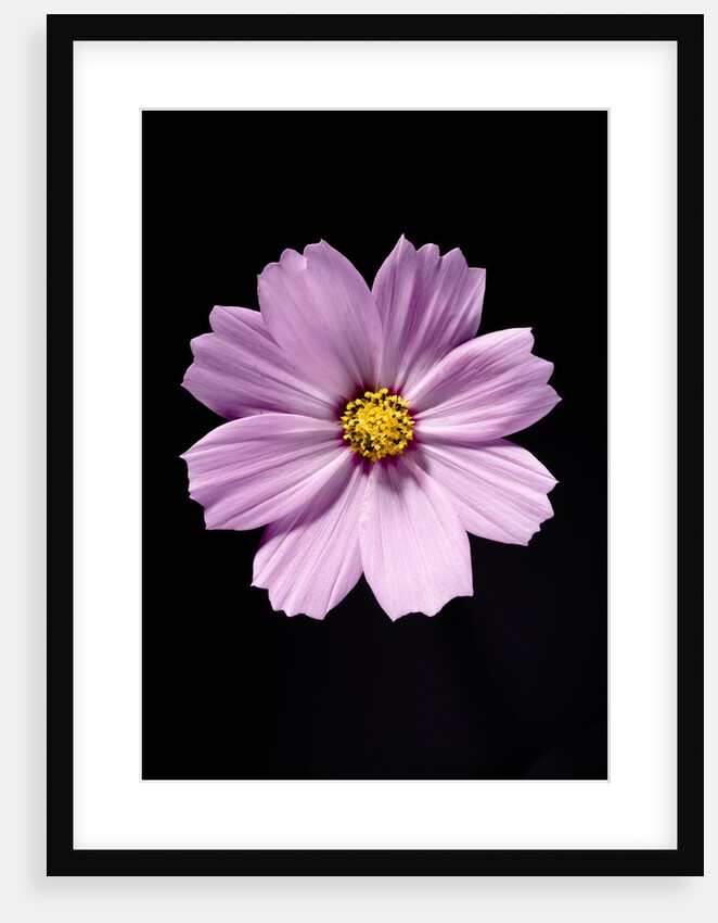 Close-up of a cosmos by Anonymous