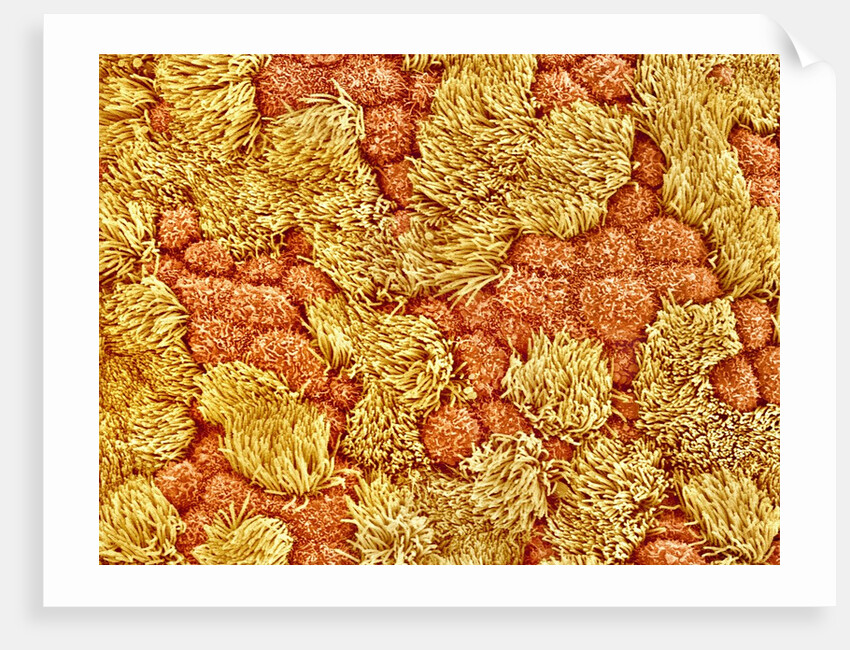 Cilia and mucous cells of oviduct (rat) by Anonymous