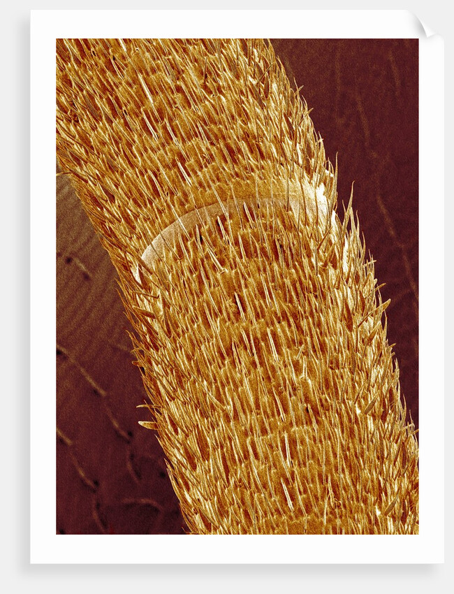 Antenna of ant by Anonymous