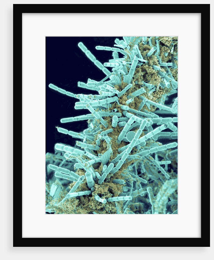 Marine Diatom by Anonymous