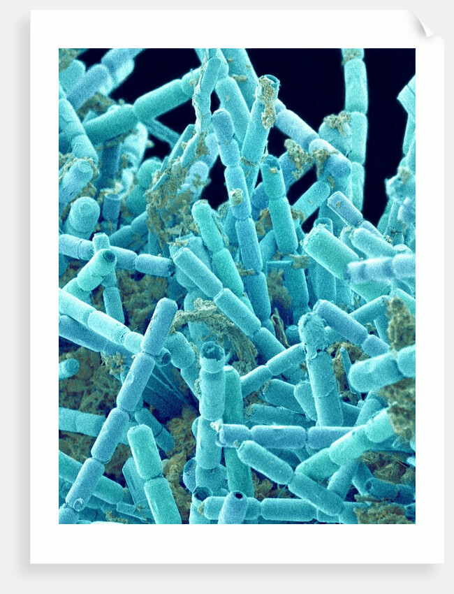 Marine Diatom by Anonymous