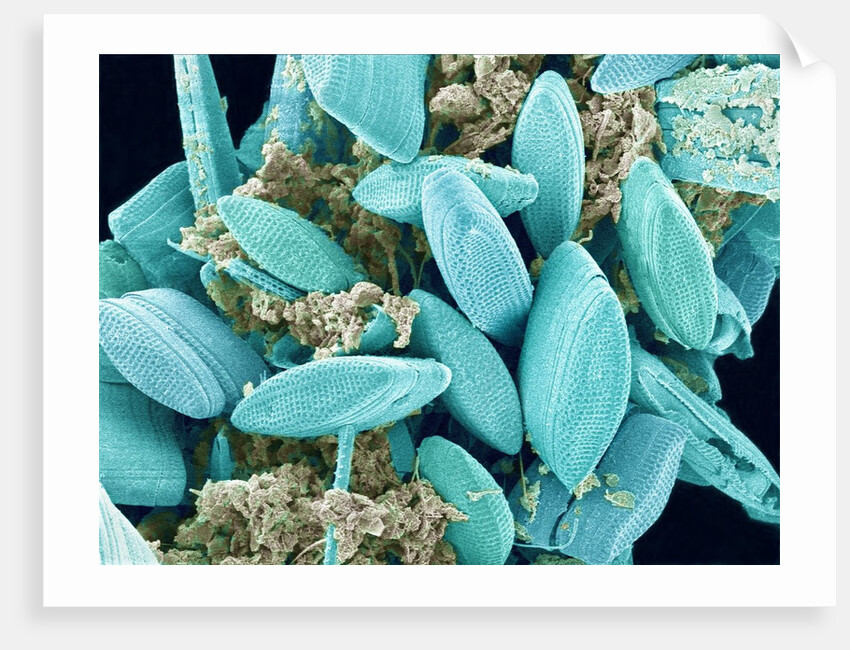 Marine Diatom by Anonymous