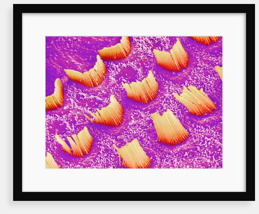 Sensory hair of inner ear (rat) by Anonymous
