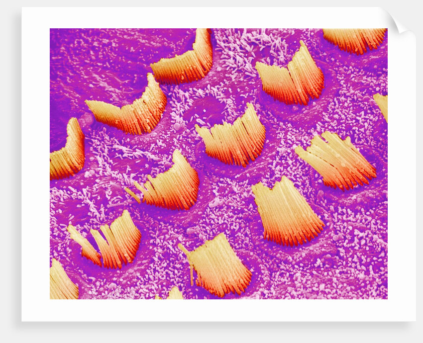 Sensory hair of inner ear (rat) by Anonymous