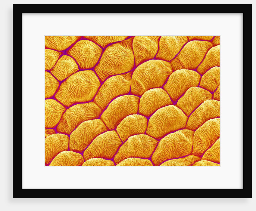 Chrysanthemum petal by Anonymous