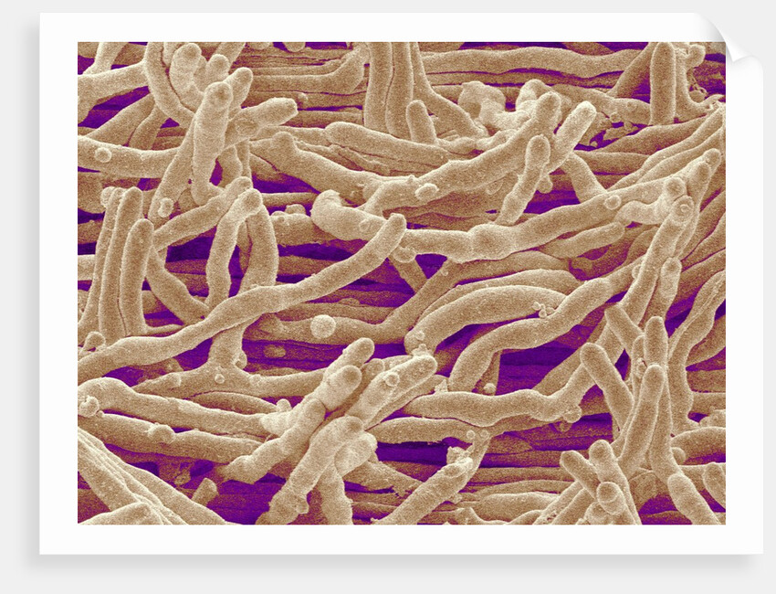 Mycelium of Mushroom by Anonymous