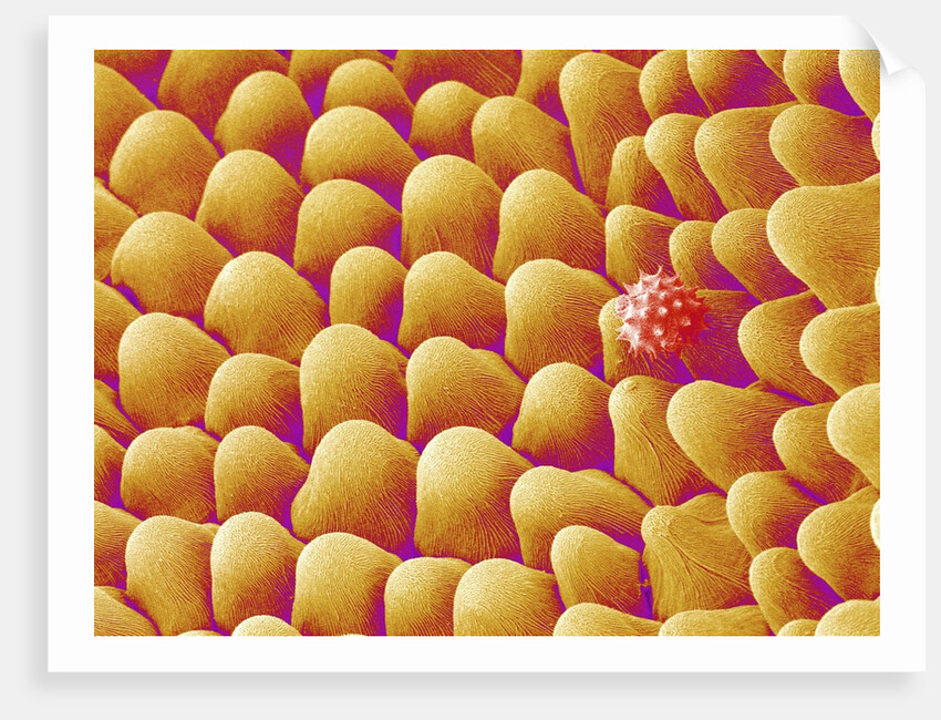 Chrysanthemum petal by Anonymous