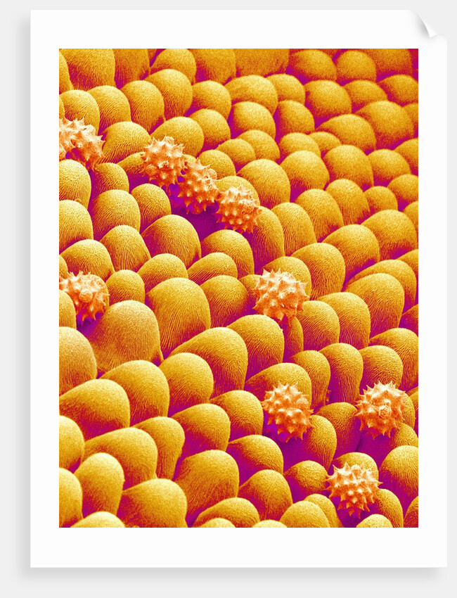 Chrysanthemum petal by Anonymous