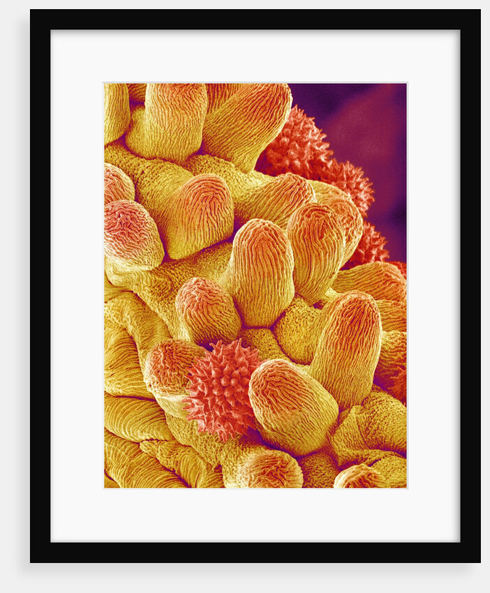 Chrysanthemum petal by Anonymous