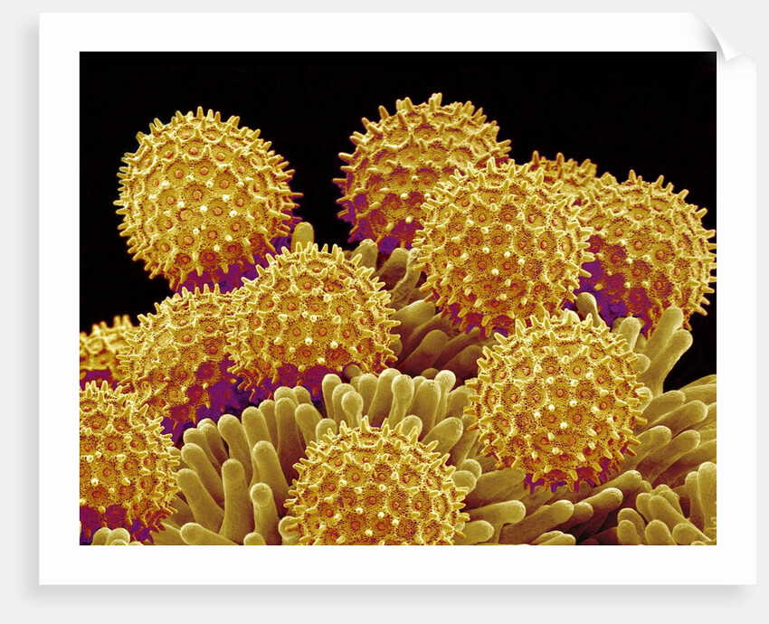 Pollen on pistel of a Morning glory by Anonymous