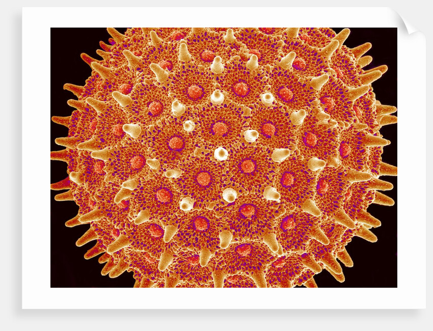 Pollen on pistel of Morning glory by Anonymous