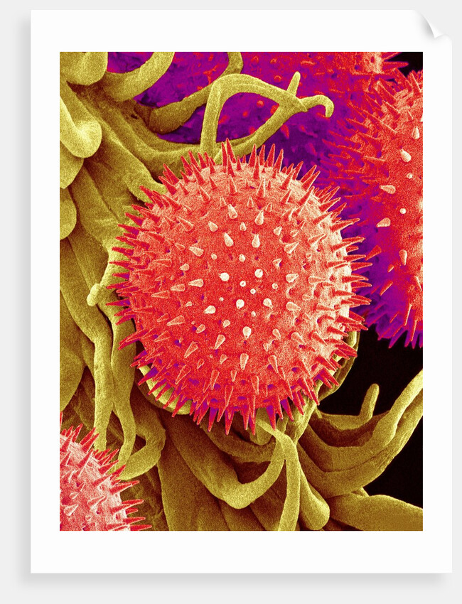 Pollen on Pistil of Mallow by Anonymous