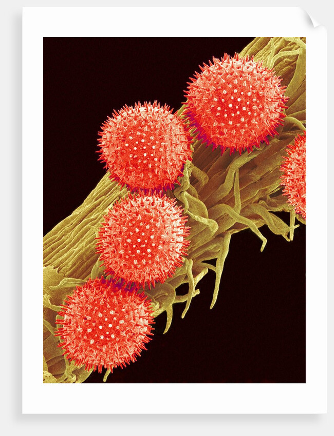 Pollen on Pistil of Mallow by Anonymous