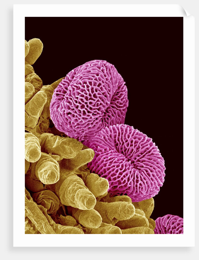Pollen of a Geranium by Anonymous