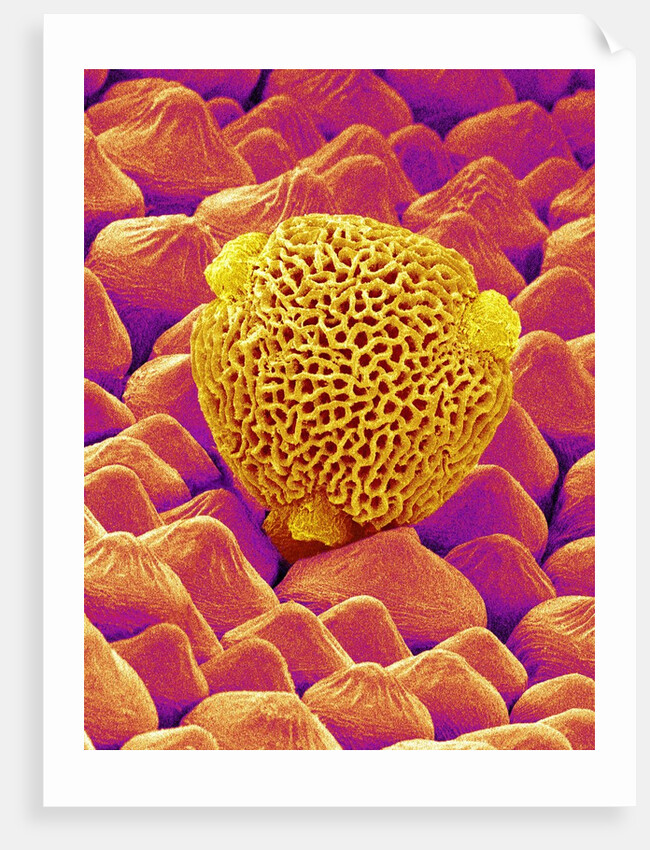 Pollen of a Geranium by Anonymous