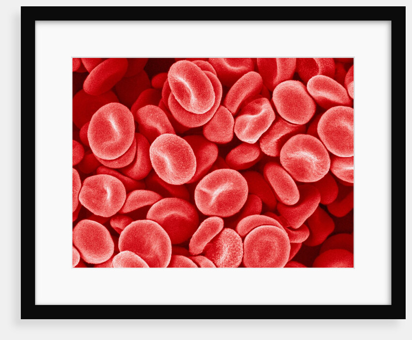 Human Red blood cells by Anonymous