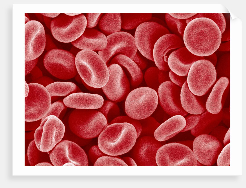Human Red blood cells by Anonymous