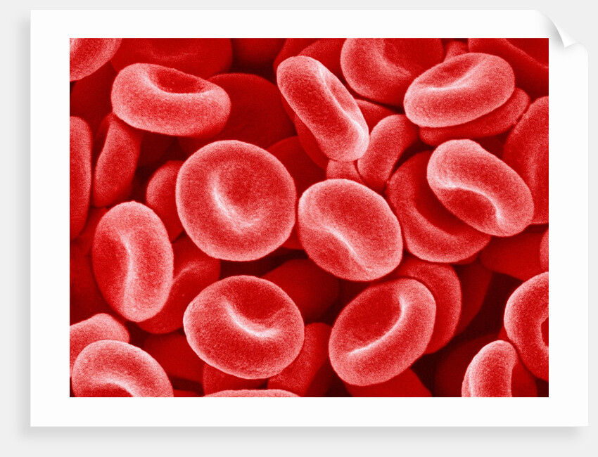 Human Red blood cells by Anonymous