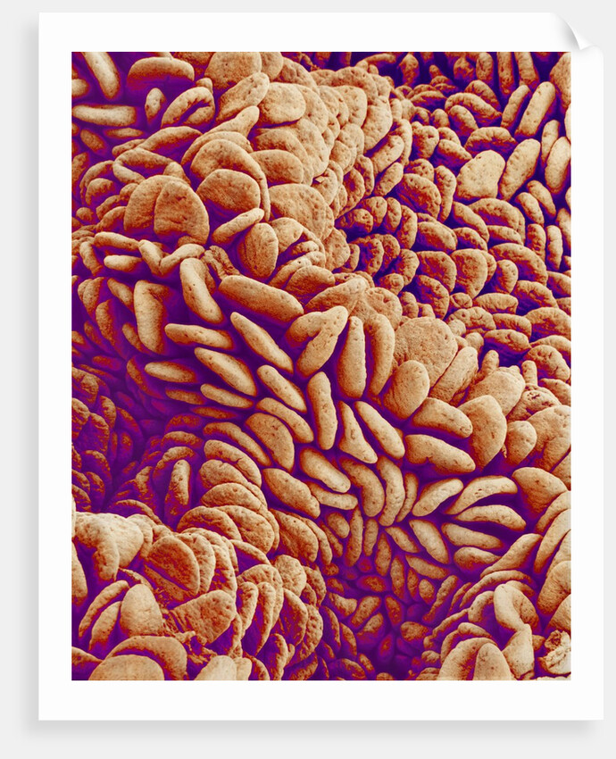 Small intestine of a rabbit by Anonymous